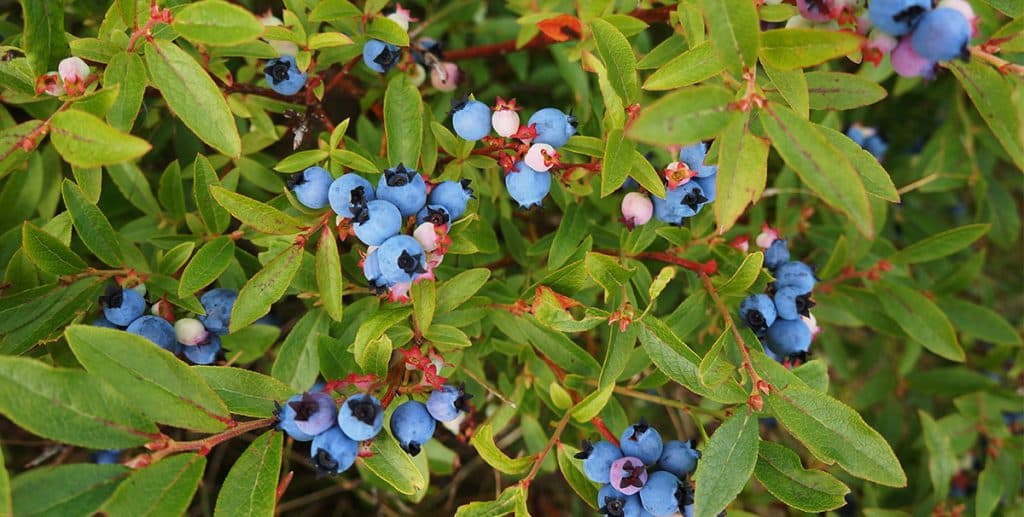 Wild Blueberry Yield Prediction